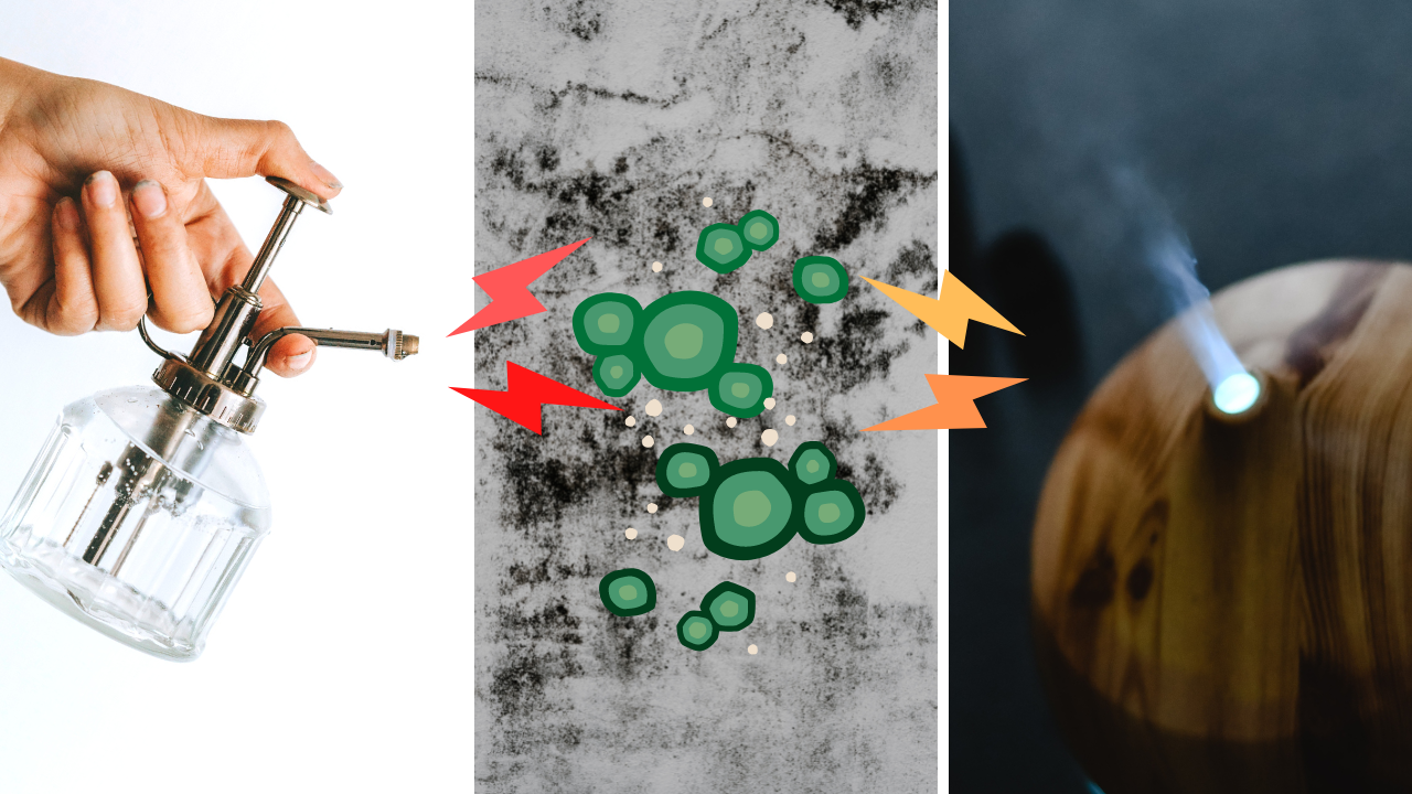 Essential Oils for Mold 6 Products to Keep Your Home Fresh and Clean!