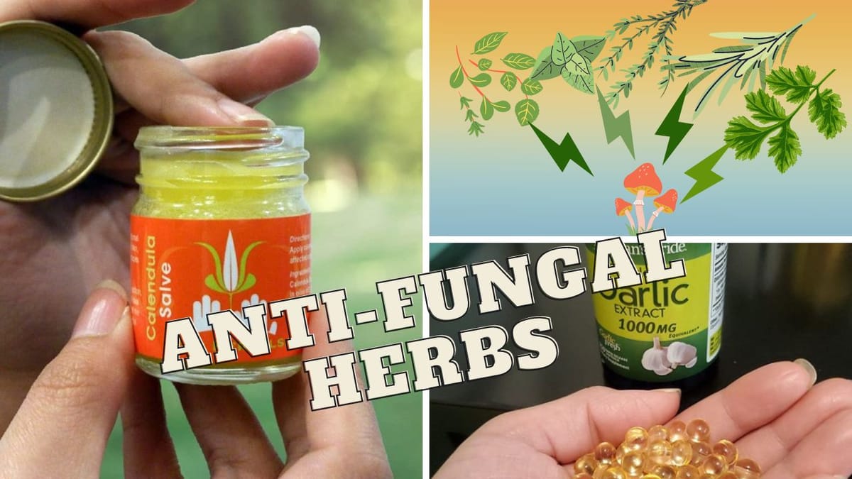 6 AntiFungal Herbs The Ultimate AllNatural Defense Against Fungus!