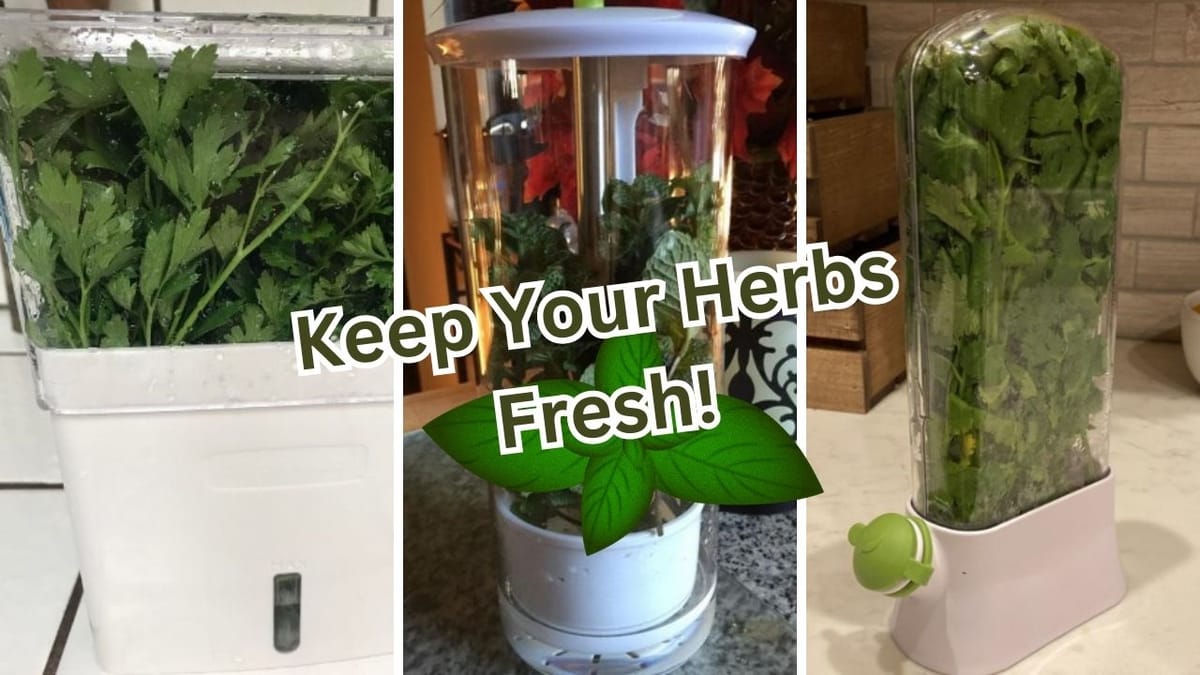 Herb Saver Showdown Reviewing 5 Contenders To Keep Your Herbs Fresh!