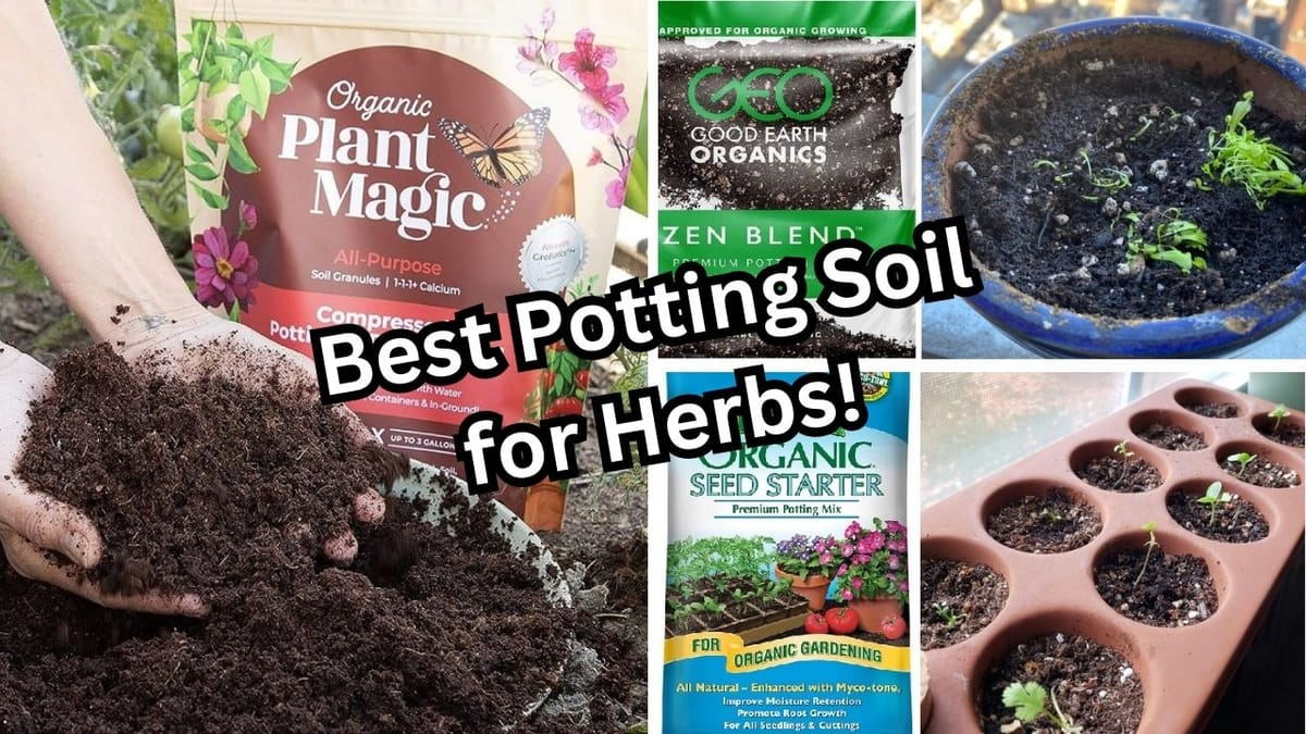 Grow Herbs at Home! Best Potting Soil for Herbs for Your Nutritional